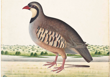 Load image into Gallery viewer, 5 Class Pack: Paint an Indian Miniature bird - A Partridge Without A Pear Tree.