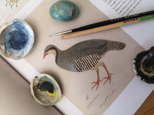 5 Class Pack: Paint an Indian Miniature bird - A Partridge Without A Pear Tree.