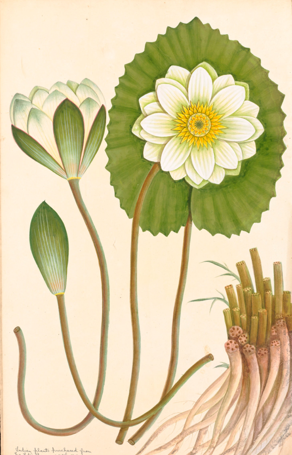 November 2021: (5 Classes) Botanical Indian Miniature Painting.