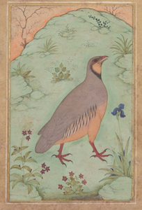 5 Class Pack: Paint an Indian Miniature bird - A Partridge Without A Pear Tree.