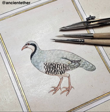 Load image into Gallery viewer, 5 Class Pack: Paint an Indian Miniature bird - A Partridge Without A Pear Tree.